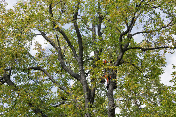 Tree and Shrub Care in Riverview, FL